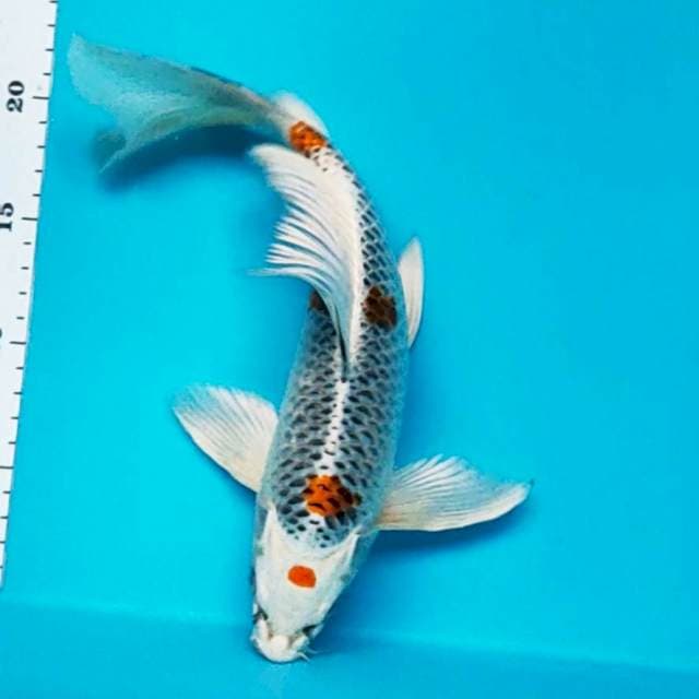 Kumpay kujaku strong 30cm male