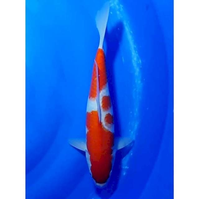 HQ 2step Kohaku Original 35cm (F)