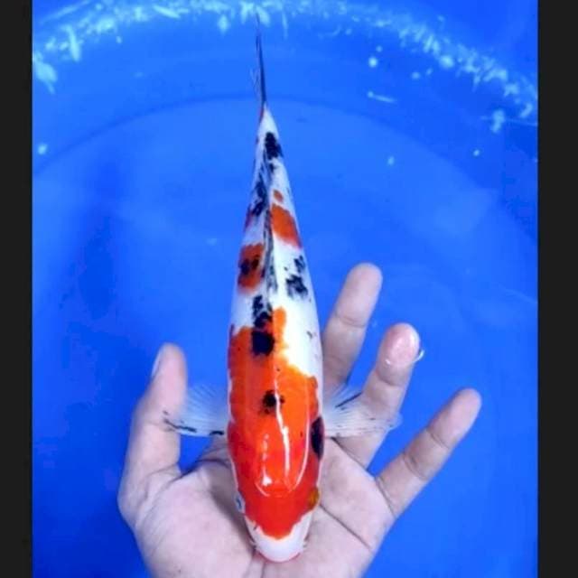 7. Sanke 25 cm || Jantan