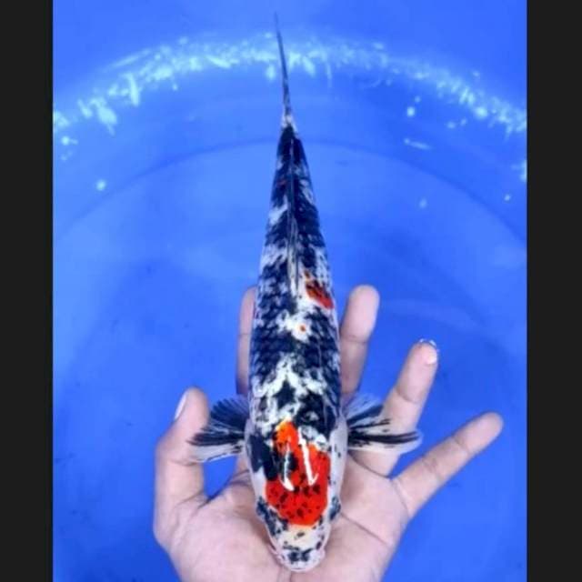 9. Maruten Showa Abstrak 29 cm || Jantan