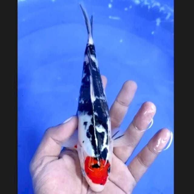 10. Tancho Showa 21 cm || Jantan