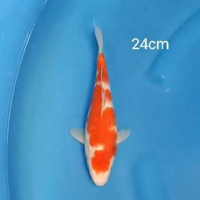 Maruthen kujaku 24cm