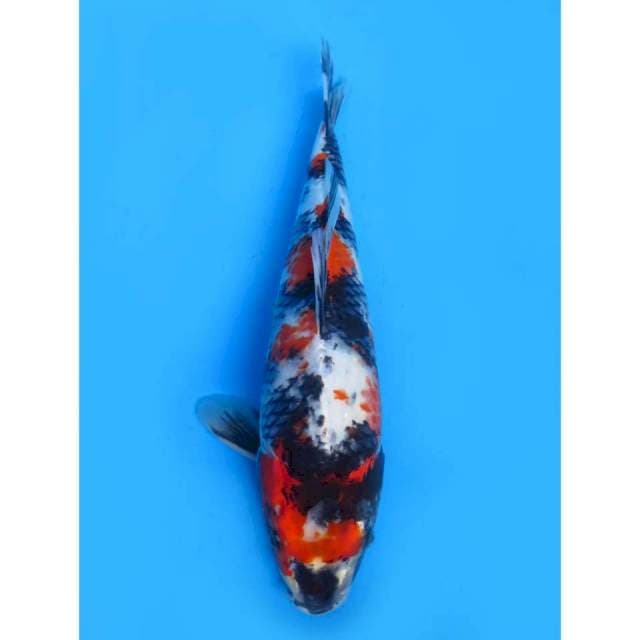 Showa Sirip Duyung 1 - 35cm