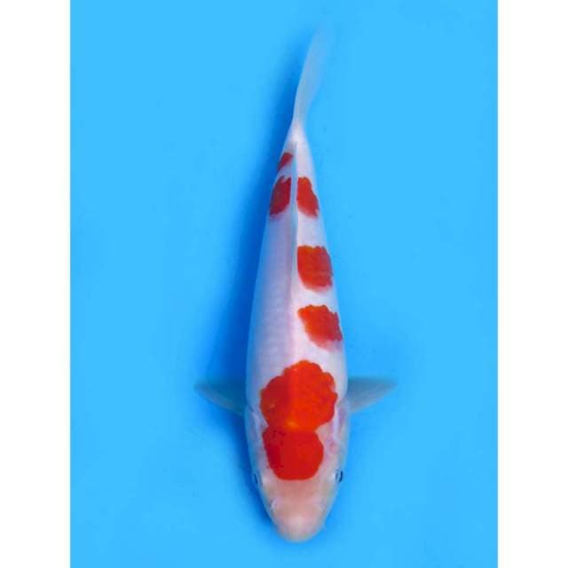 Sakura Kohaku ORI - 22cm