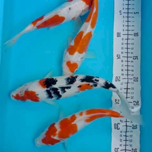 Mix 23-27
