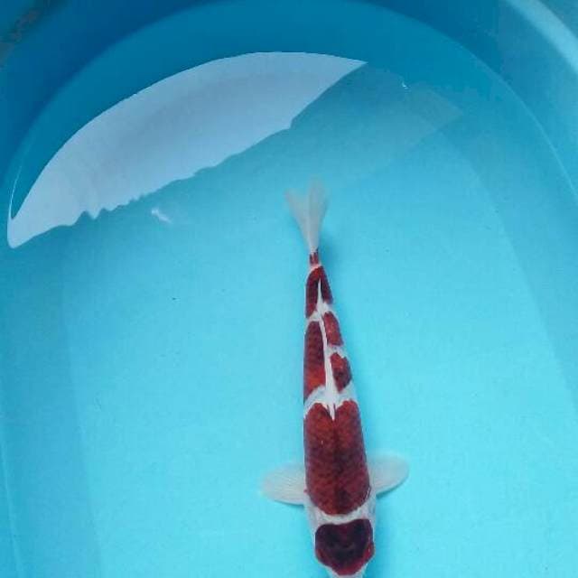 Anggur merah