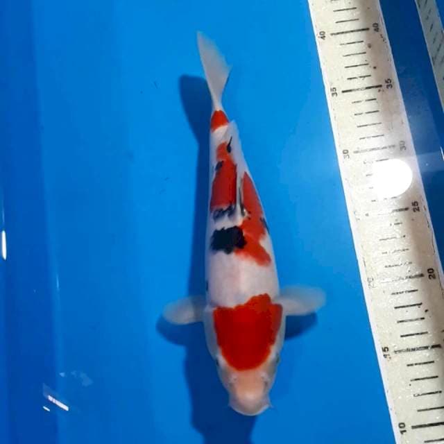 SANKE 27 CM