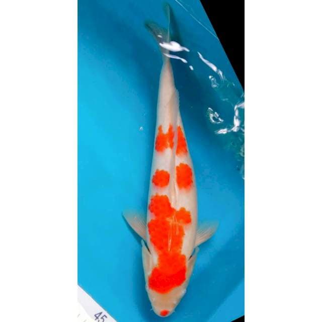 Kohaku Male 35cm