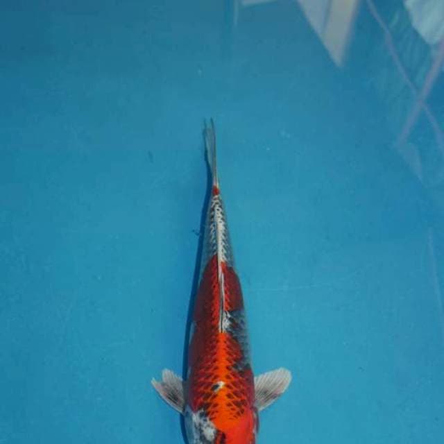 Red Kujaku