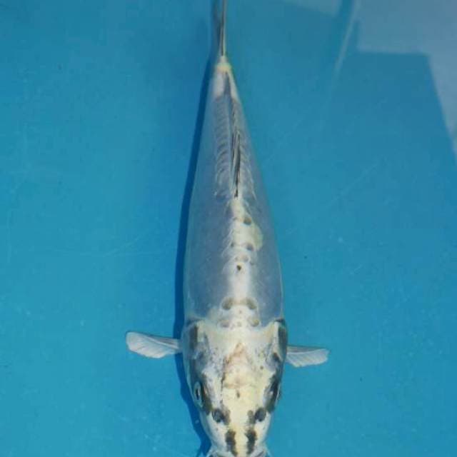 Kikokuryu good body
