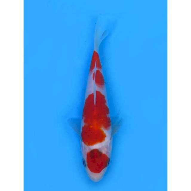 Koromo ORI SQ - 14cm