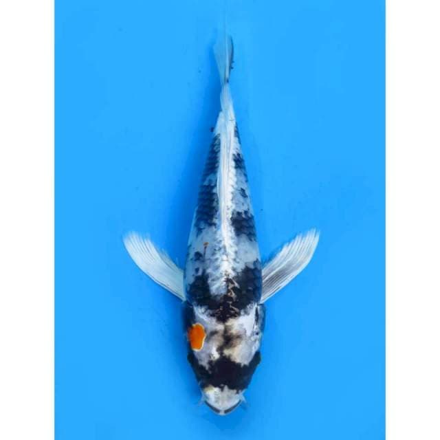 Kumpay Hikari - 32cm