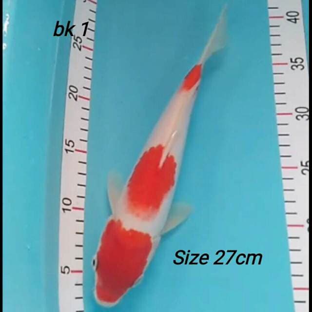 Kohaku Red Strong
