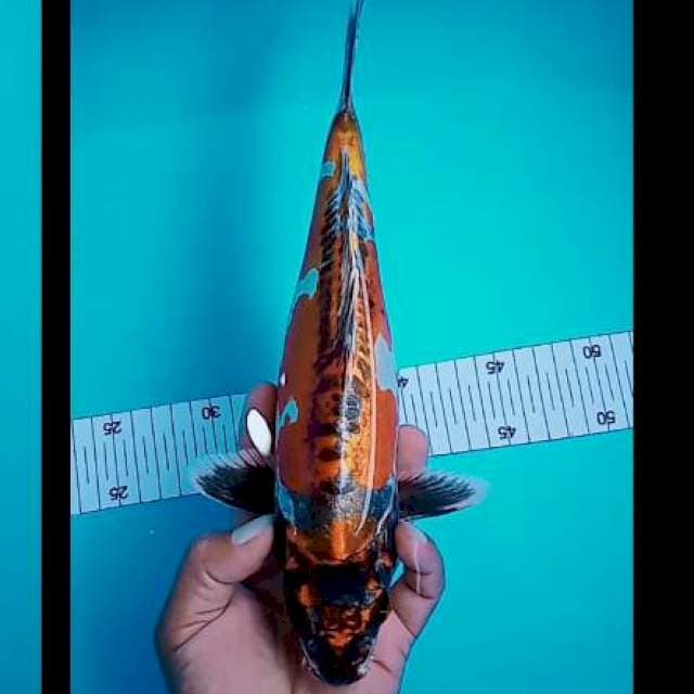 Kikuryu asik 31 cm