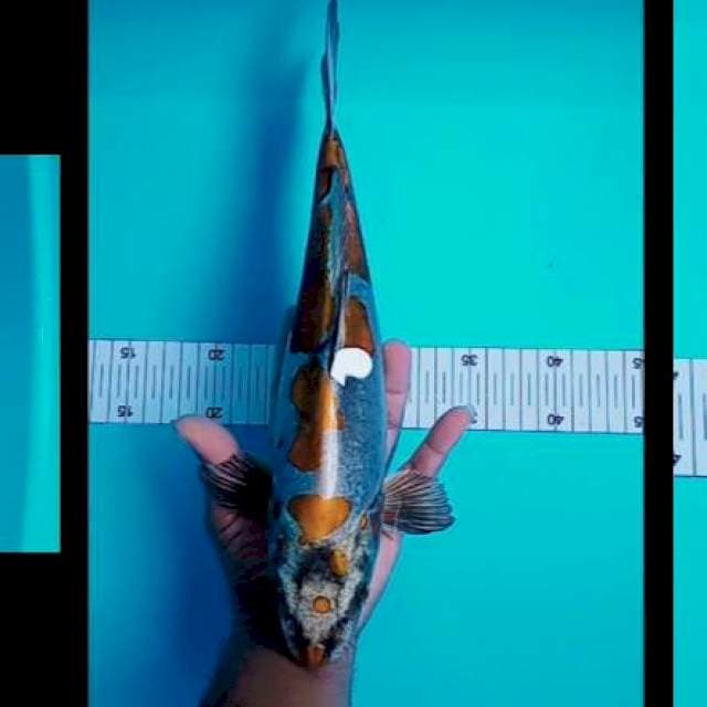 Kikuryu 34 cm