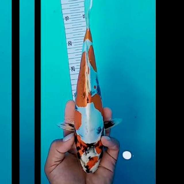 Kikuryu asik 27 cm