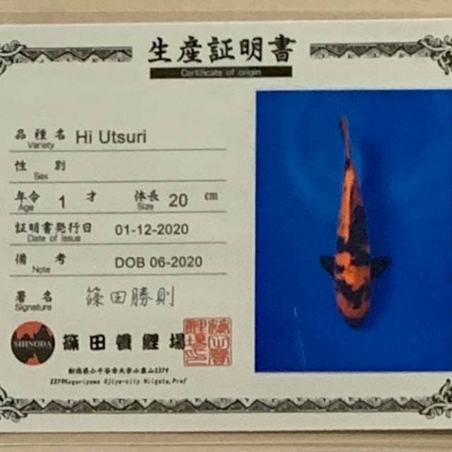 SQ SHINODA HI UTSURI JUMBO TOSAI