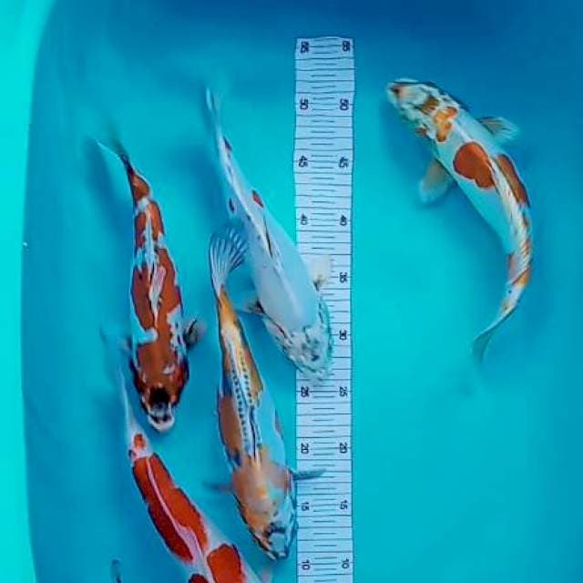 Mic koi 27-35 cm