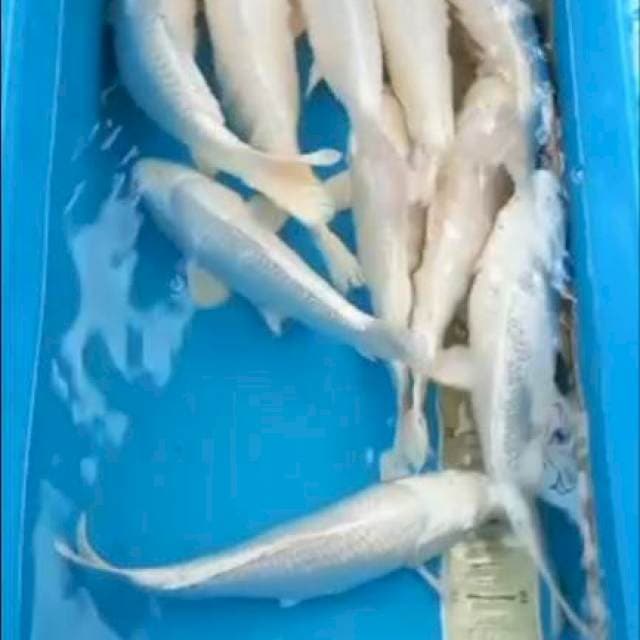 Platinum 25-30cm