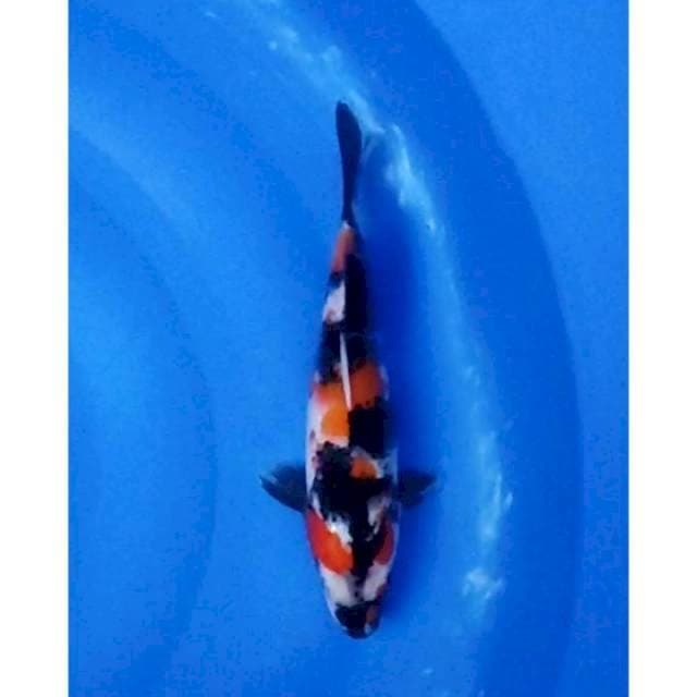 Showa Sanshoku Original Patern 28cm (F)