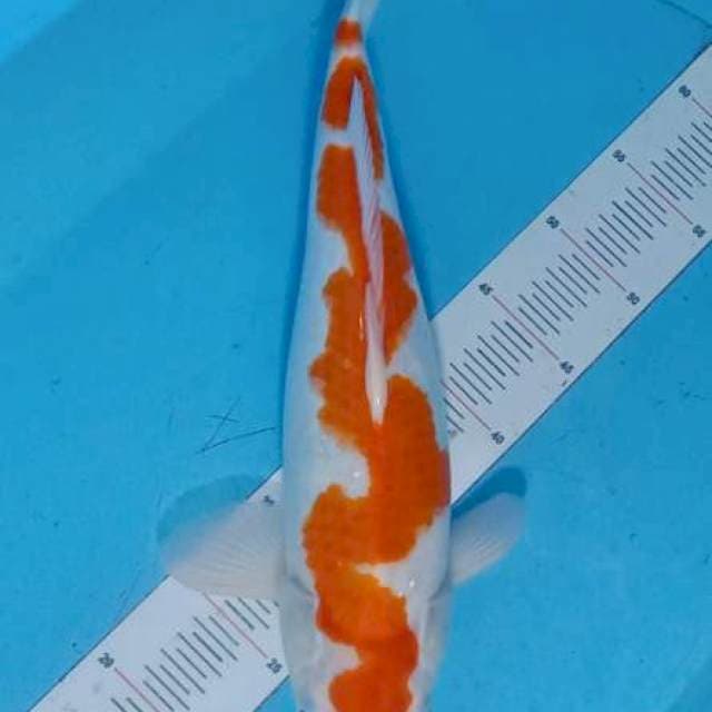 Kohaku inazuma 45 cm,,