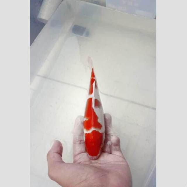 kohaku pola cantik 25cm