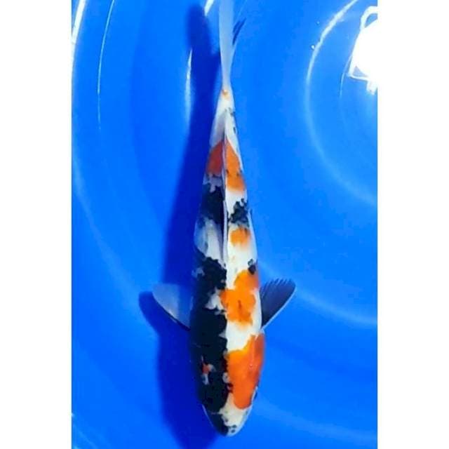 Showa Sanshoku Original 28cm (F)