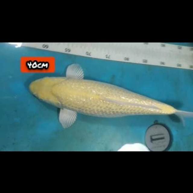F1 KARASI GIBDRIN 40CM. punuk unta
