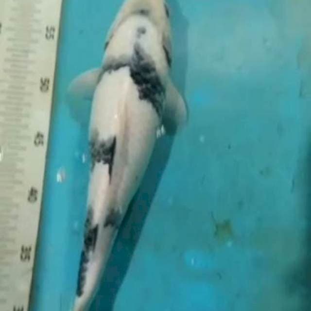 SIRO TATEGOI F36CM