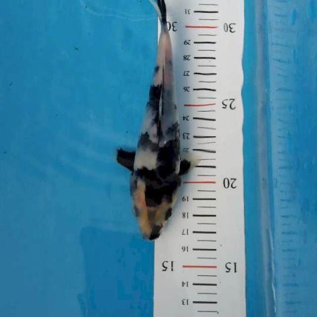 SQ Shiro Utsuri 15 cm