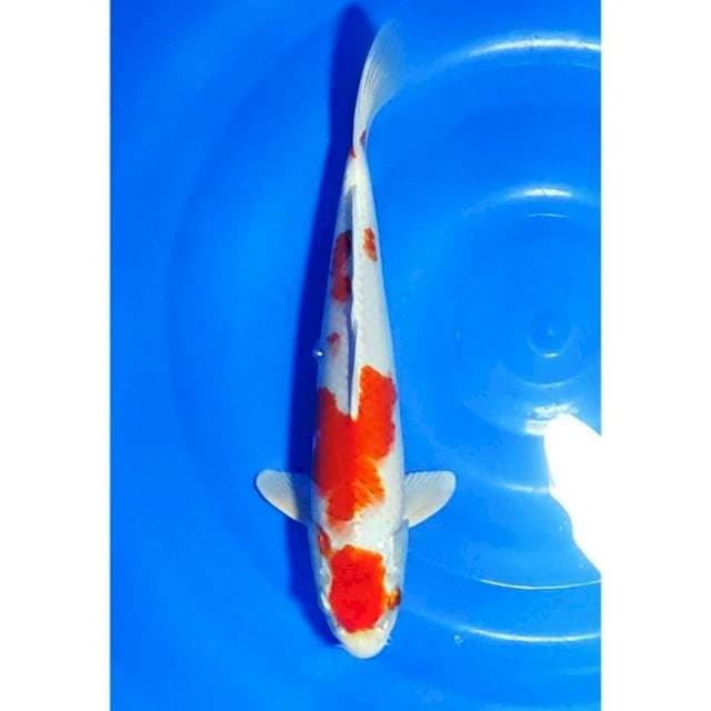 Sakura Ogon (Kohaku Hikari) Original 33cm (M)