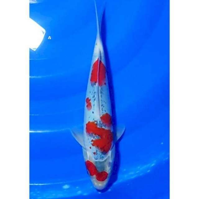 Strong Goshiki Original 28cm (F)