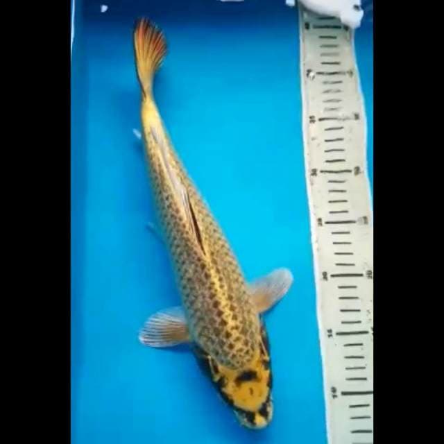 MUKASHI GINRIN PUNUK 37 Cm