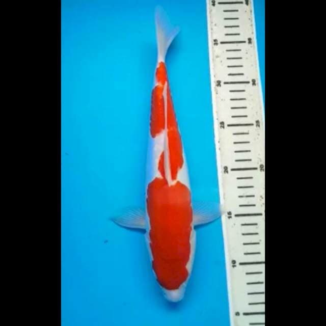 KOHAKU DOITSU ARAGOKE PUNUK 31 Cm