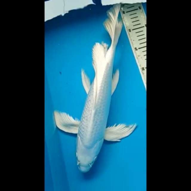 PLATINUM KUMPAY GINRIN PUNUK 36 Cm