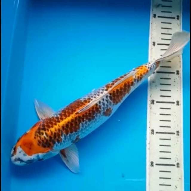 KUJAKU 34 Cm, JANTAN