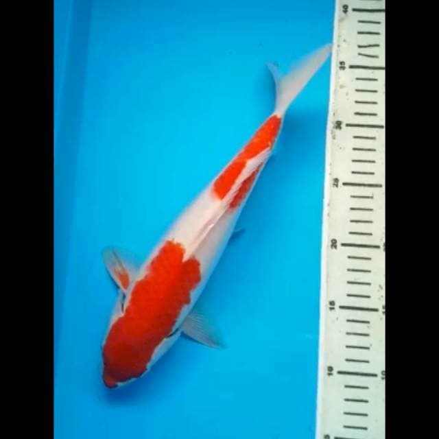 KOHAKU STEPS DUO 31 Cm, JANTAN