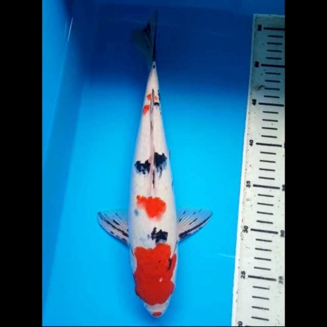 SANKE PUNUK 34 Cm, JANTAN