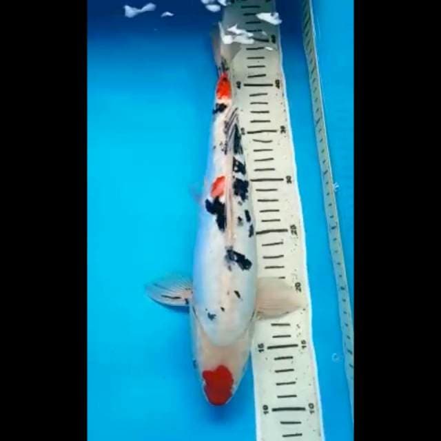 MARUTEN SANKE DOITSU ARAGOKE PUNUK 36 Cm, JANTAN