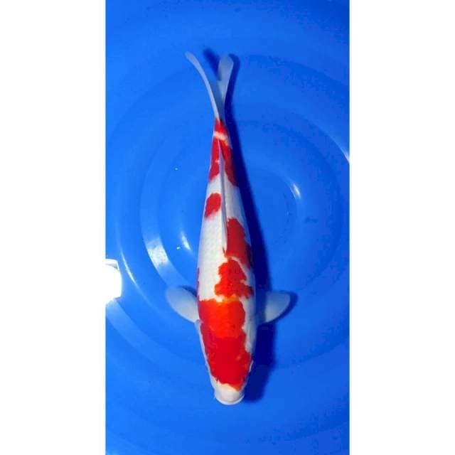 Jumbo Strong Kohaku 43cm (M)