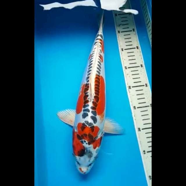 SHUSUI JUMBO 40 Cm