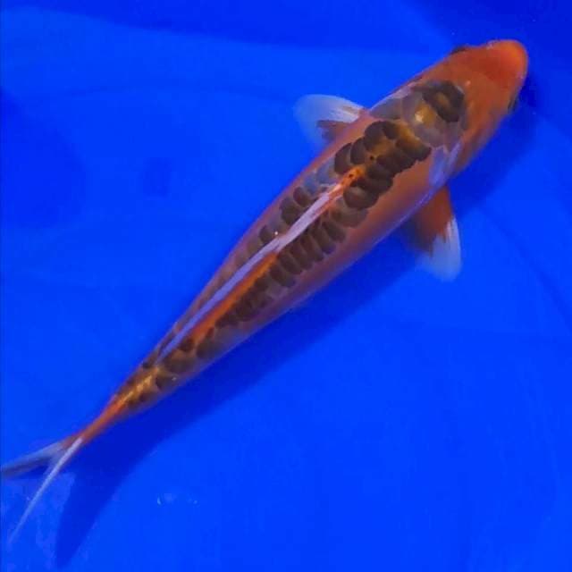 Shusui 34cm