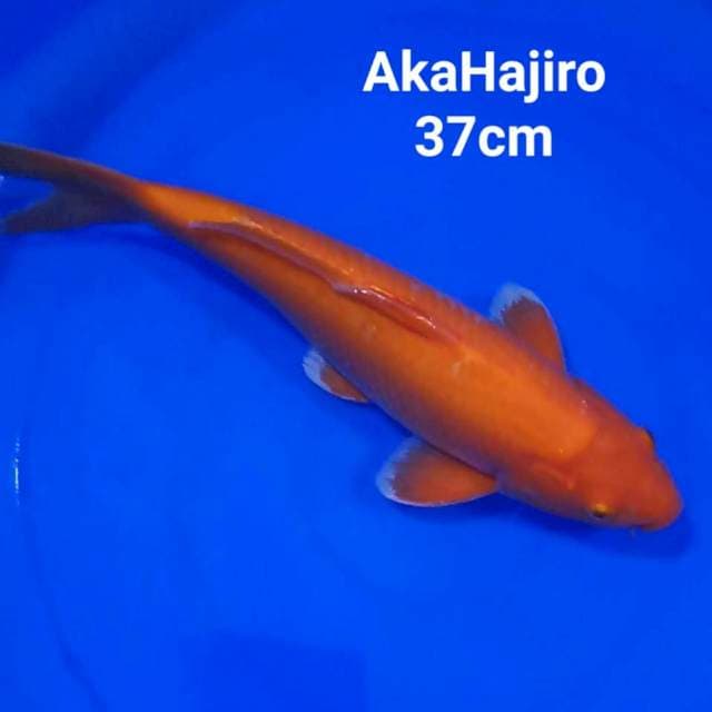 Aka Hajiro 37cm