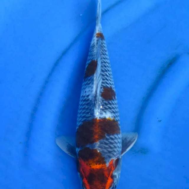Kogane gondan 35cm
