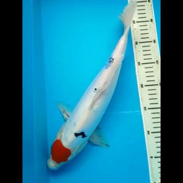 TANCHO SHOWA ORIGINAL DOITSU JUMBO 39 Cm