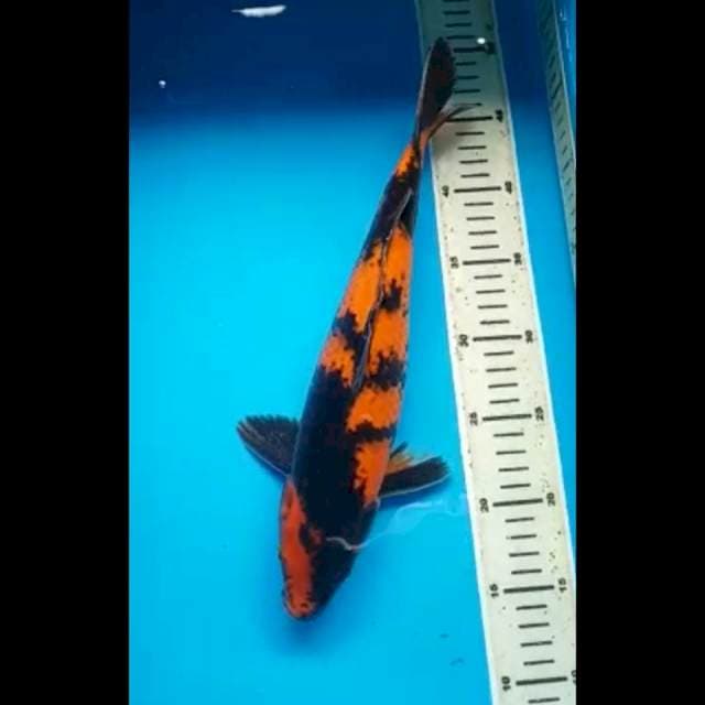 HI UTSURI 35 Cm, JANTAN