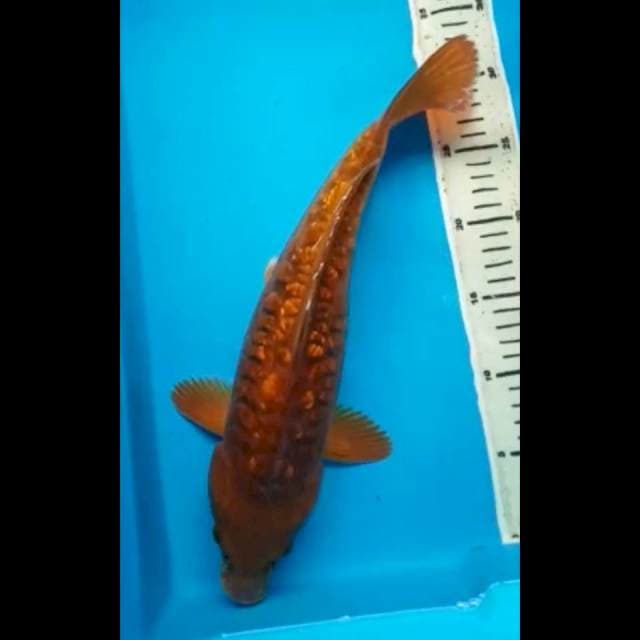 CHAGOI TEMBAGA SISIK GEDE 37 Cm