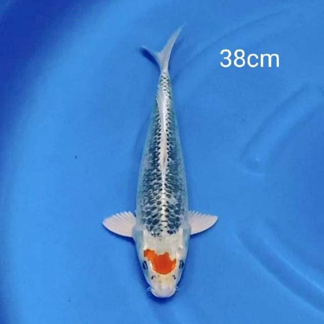Original tancho kujaku 38cm
