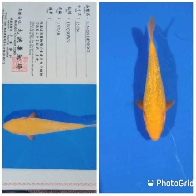 Ginrin benigoi marusei
