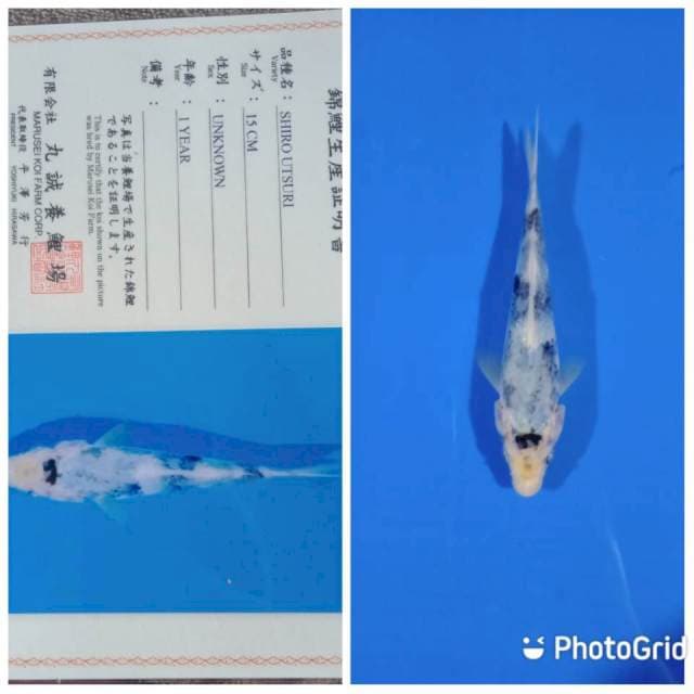 Shiro utsuri marusei